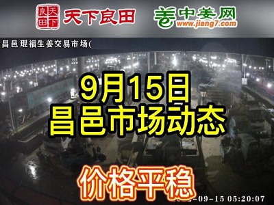 9月15日 昌邑生姜交易實況（價格平穩(wěn)） (2728播放)