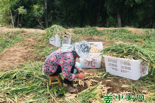四川梓潼：仔姜助農(nóng)增收 ()