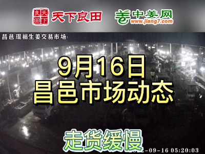 9月16日 昌邑生姜交易實況（走貨緩慢） (3085播放)