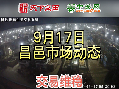 9月17日 昌邑生姜交易實況（交易維穩） (2699播放)