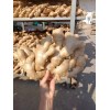 大黃姜，泥姜，水洗姜，風干姜各種商品姜常年低價出售