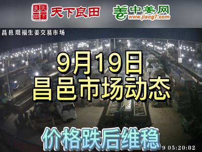 9月19日 昌邑生姜交易實況（價格弱穩） (3075播放)