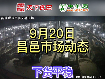 9月20日 昌邑生姜交易實況（穩中有硬） (3059播放)