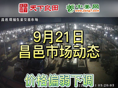 9月21日 昌邑生姜交易實況（價格掉1毛） (3168播放)