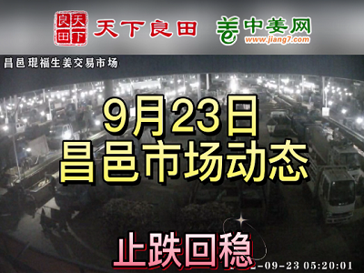 9月23日 昌邑生姜交易實況（止跌回穩） (2963播放)