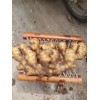 大量供應大黃姜
