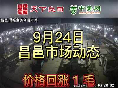 9月24日 昌邑生姜交易實況（漲價1毛） (2916播放)