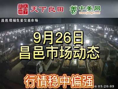 9月26日 昌邑生姜交易實況（價格偏硬） (3196播放)