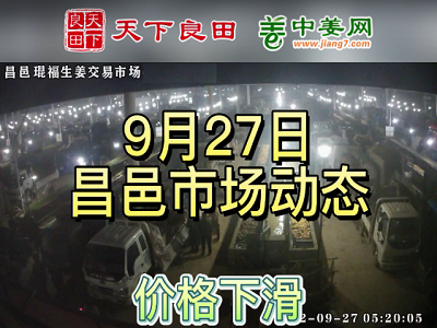 9月27日 昌邑生姜交易實況（價格偏弱） (3131播放)