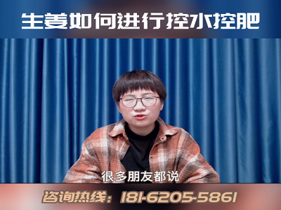 生姜如何進行控水控肥？ ()