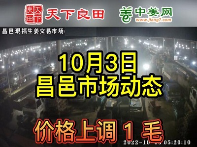 10月3日 昌邑生姜交易實況（價格漲1毛） (2929播放)