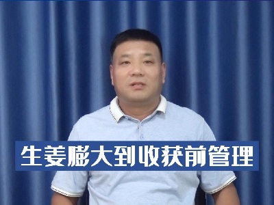 生姜膨大到收獲前管理 ()