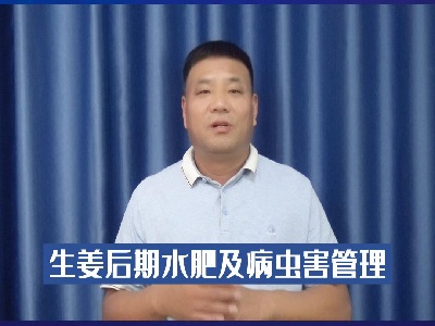 生姜后期水肥及病蟲害管理 ()