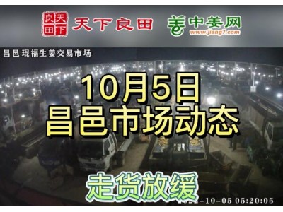 10月5日 昌邑生姜交易實況（走貨放緩） (3163播放)