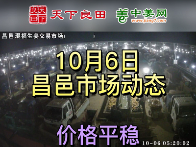 10月6日 昌邑生姜交易實況（價格平穩） (2809播放)