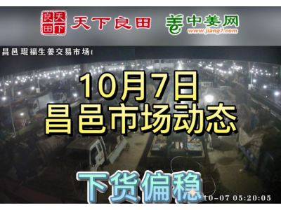 10月7日 昌邑生姜交易實況（走貨平穩） (3161播放)
