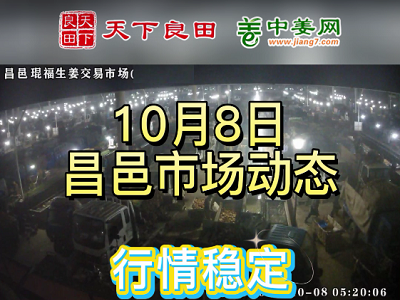 10月8日 昌邑生姜交易實況（行情平穩） (2959播放)