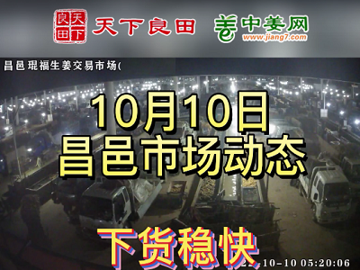 10月10日 昌邑生姜交易實況（下貨穩快） (3111播放)