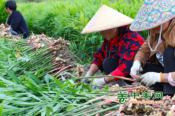湖南汝城：小姜助農(nóng)脫貧致富 ()