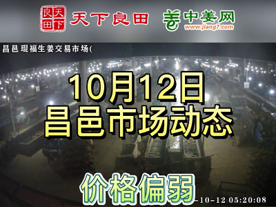 10月12日 昌邑生姜交易實況（價格偏弱） (2817播放)