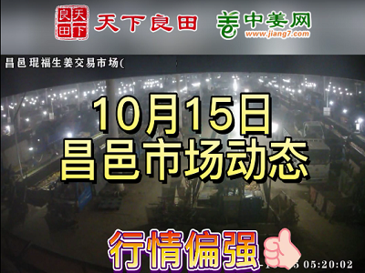 10月15日 昌邑生姜交易實況（價格再漲） (2838播放)
