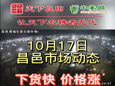 10月17日 昌邑生姜交易實況（價格繼續漲） (3098播放)