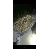 大量收安丘當(dāng)?shù)刎洠R州貨