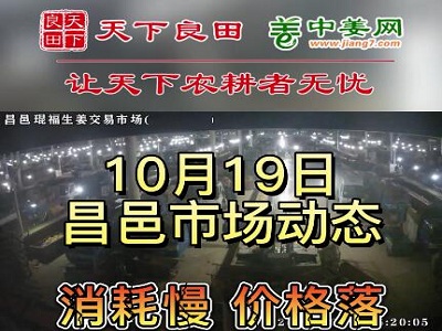 10月19日 昌邑生姜交易實況（價格落） (2947播放)