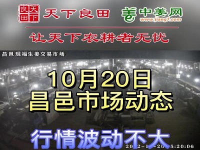 10月20日 昌邑生姜交易實況（走貨平穩） (3193播放)