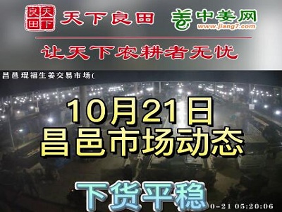 10月21日 昌邑生姜交易實況（走貨平穩） (3190播放)