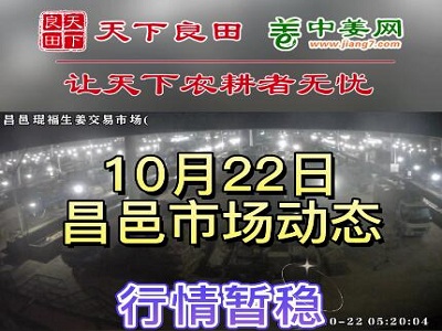 10月22日 昌邑生姜交易實況（走貨平穩） (3232播放)