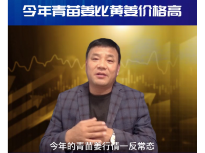 今年青苗姜為啥比黃姜價(jià)格高 (3343播放)