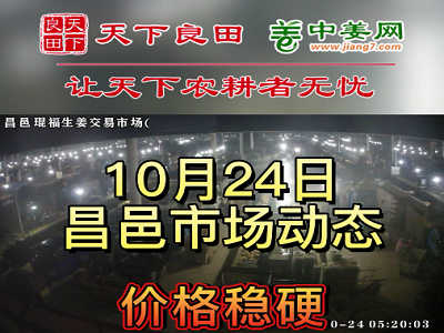 10月24日 昌邑生姜交易實況（價格穩硬） (2877播放)