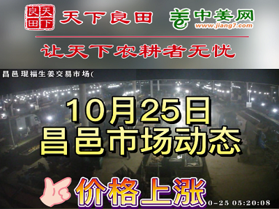 10月25日 昌邑生姜交易實況（價格上漲） (3181播放)