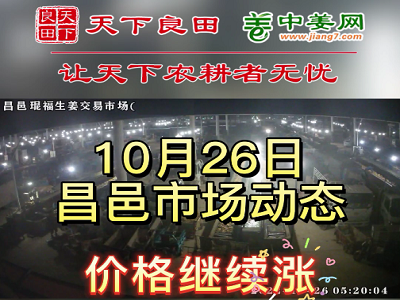 10月26日 昌邑生姜交易實況（價格繼續漲） (3004播放)