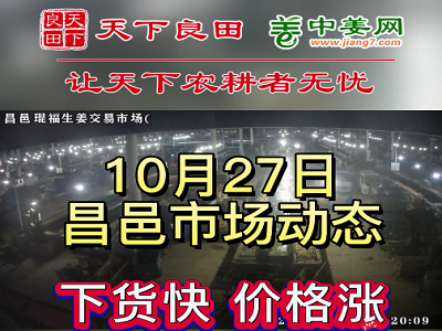 10月27日 昌邑生姜交易實況（價格繼續漲） (2902播放)