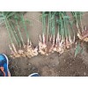 本人大量收購(gòu)和供應(yīng)生姜