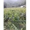 本基地現(xiàn)有大量大黃姜出售