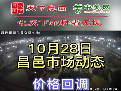 10月28日 昌邑生姜交易實(shí)況（價(jià)格回調(diào)） (2911播放)