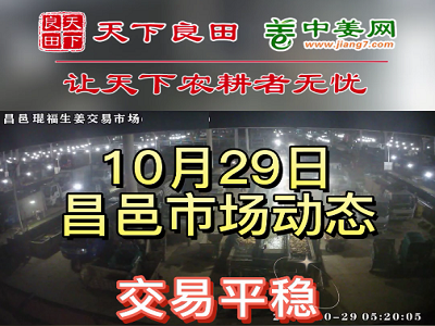 10月29日 昌邑生姜交易實(shí)況（價(jià)格平穩(wěn)） (2929播放)