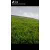 大量供應云南小黃姜