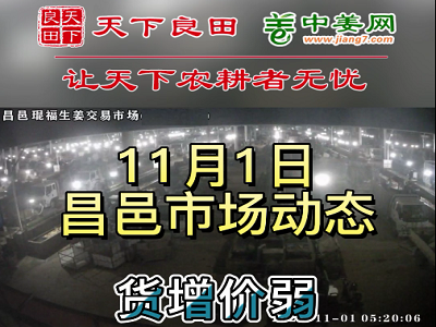 11月1日 昌邑生姜交易實(shí)況（貨增價(jià)弱） (2935播放)