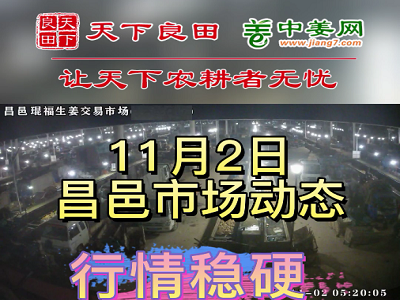 11月2日 昌邑生姜交易實(shí)況（價(jià)格穩(wěn)硬） (2933播放)
