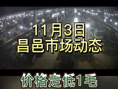 11月3日 昌邑生姜交易實(shí)況（價(jià)格跌1毛） (2931播放)