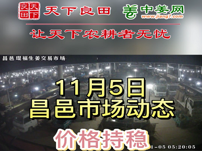 11月5日 昌邑生姜交易實(shí)況（價(jià)格平穩(wěn)） (2935播放)