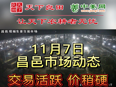 11月7日 昌邑生姜交易實(shí)況（價(jià)格偏硬） (2947播放)