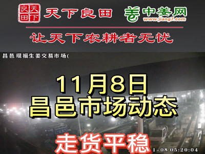 11月8日 昌邑生姜交易實(shí)況（走貨平穩(wěn)） (2958播放)