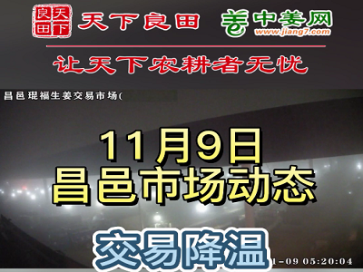 11月9日 昌邑生姜交易實況（走貨不快） (2943播放)