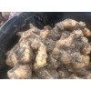 大量收安丘當(dāng)?shù)刎洠R州貨