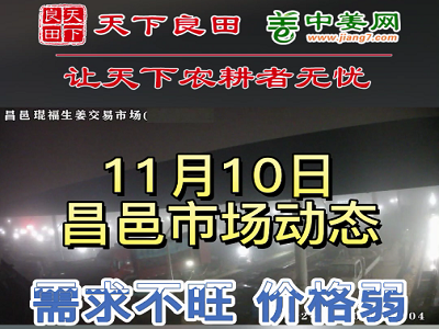 11月10日 昌邑生姜交易實況（走貨慢價格落） (3106播放)